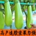 正宗直根水茄苗寿光基地直发包对版全国发货