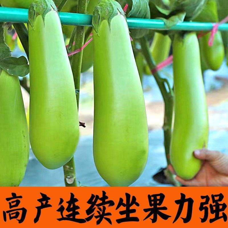 正宗直根水茄苗寿光基地直发包对版全国发货