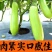 正宗直根水茄苗寿光基地直发包对版全国发货