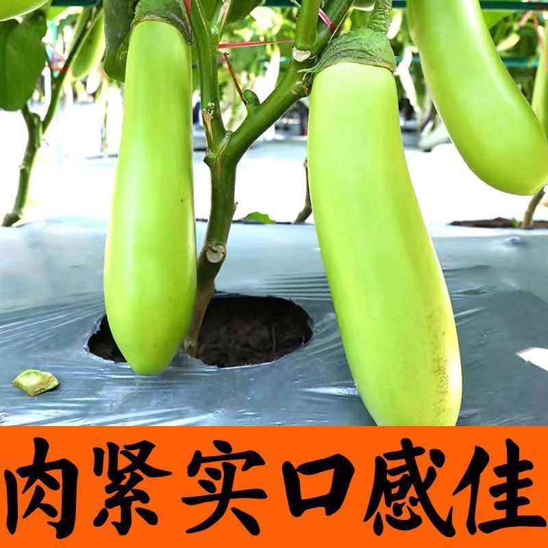 正宗直根水茄苗寿光基地直发包对版全国发货