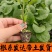 正宗直根水茄苗寿光基地直发包对版全国发货