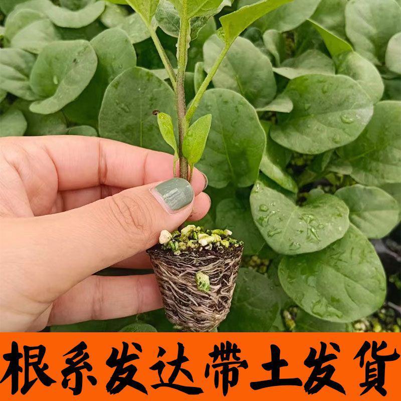 正宗直根水茄苗寿光基地直发包对版全国发货