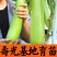 正宗直根水茄苗寿光基地直发包对版全国发货