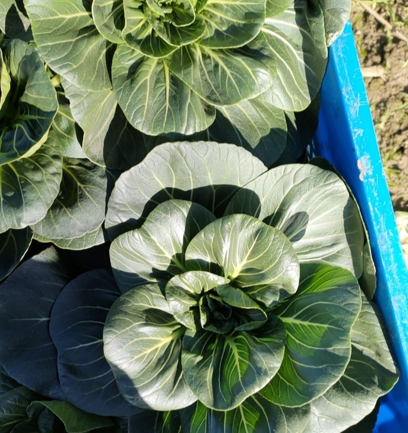黑玛丽青梗菜种子高产抗病耐热耐寒黑叶油亮矮脚苏州青种籽
