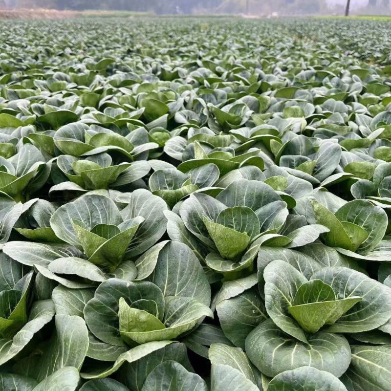 黑马青菜种子耐寒黑叶矮箕苏州青直立束腰口感软糯