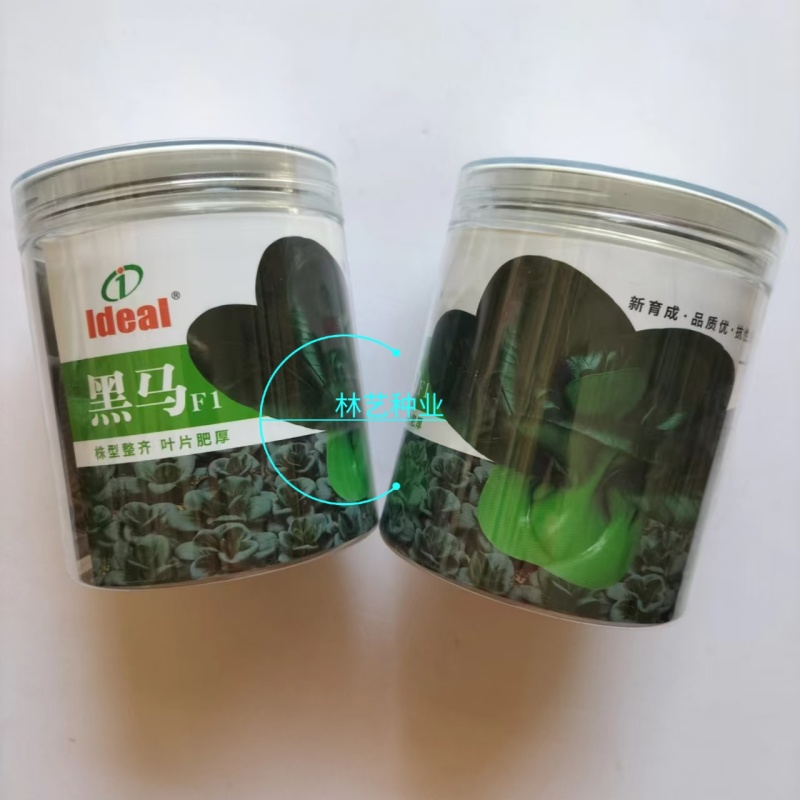 黑马青菜种子耐寒黑叶矮箕苏州青直立束腰口感软糯