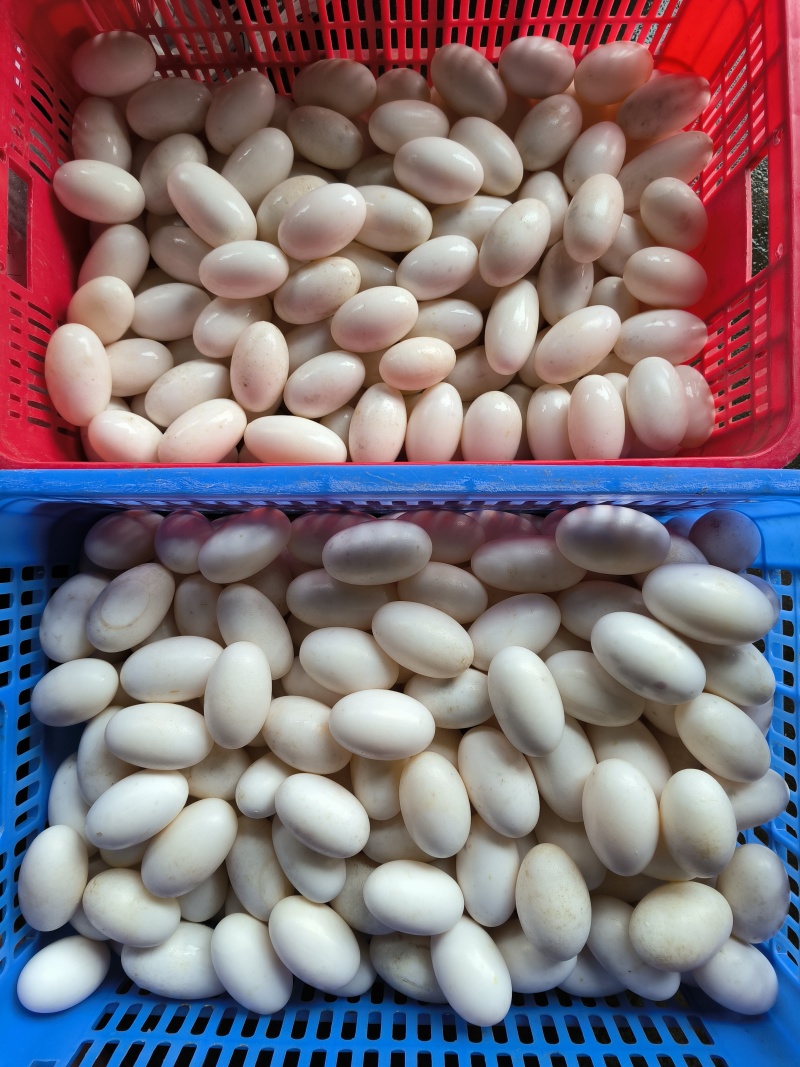 鳄鱼蛋
