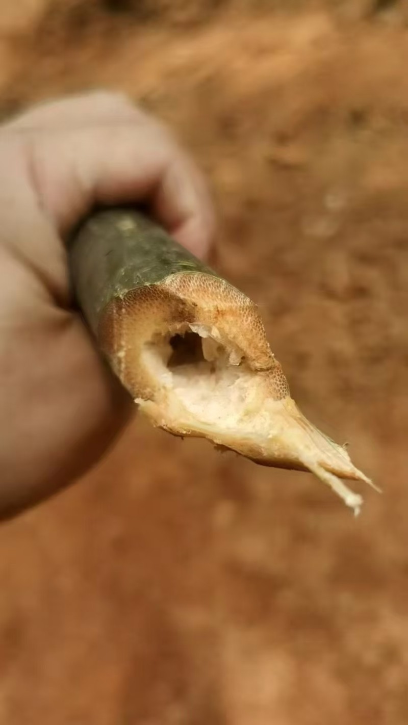 苦竹