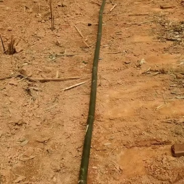 苦竹