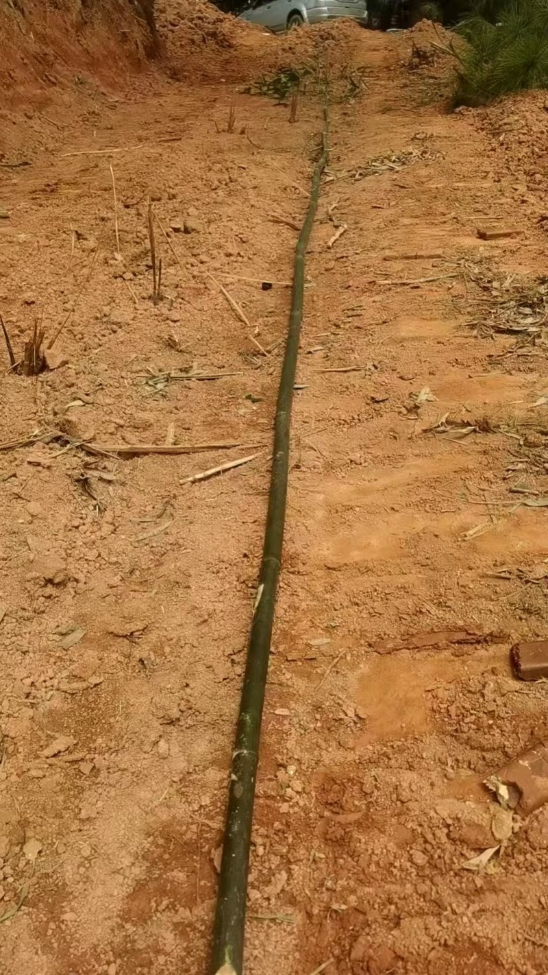苦竹