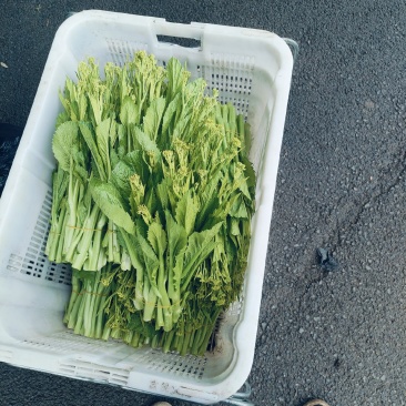 威宁高山青菜苔苔