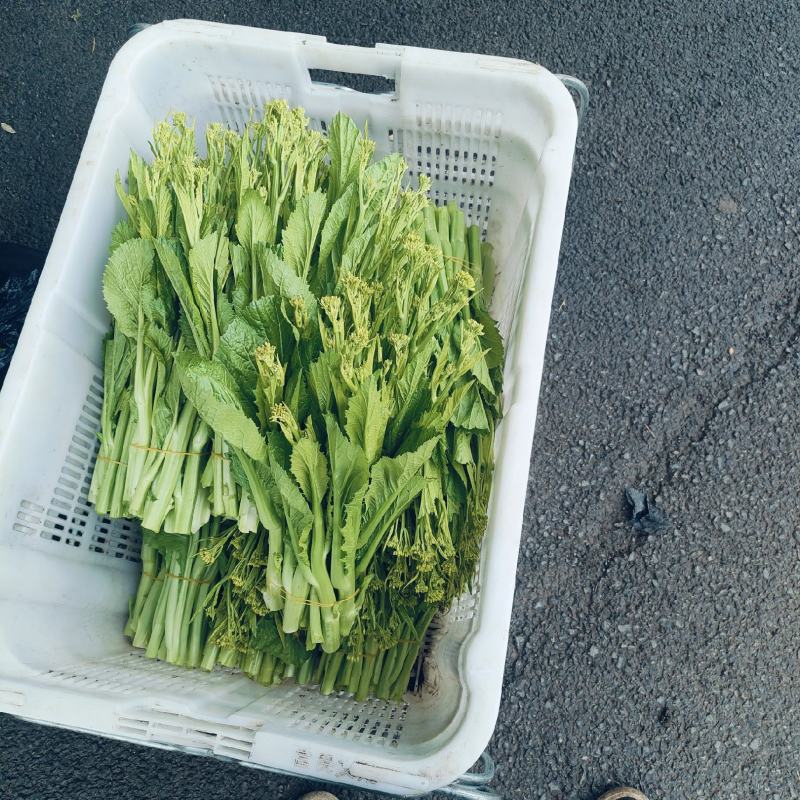 威宁高山青菜苔苔