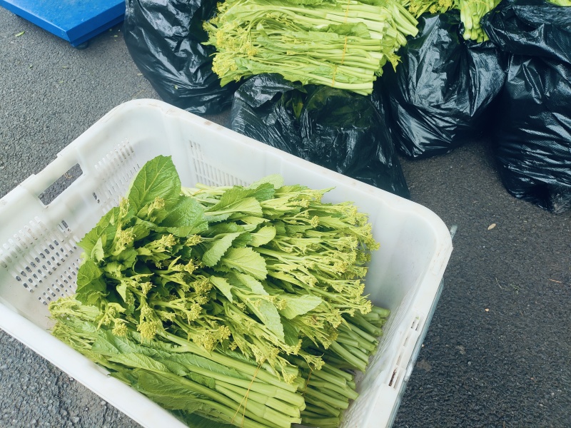 威宁高山青菜苔苔