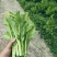 威宁高山青菜苔苔