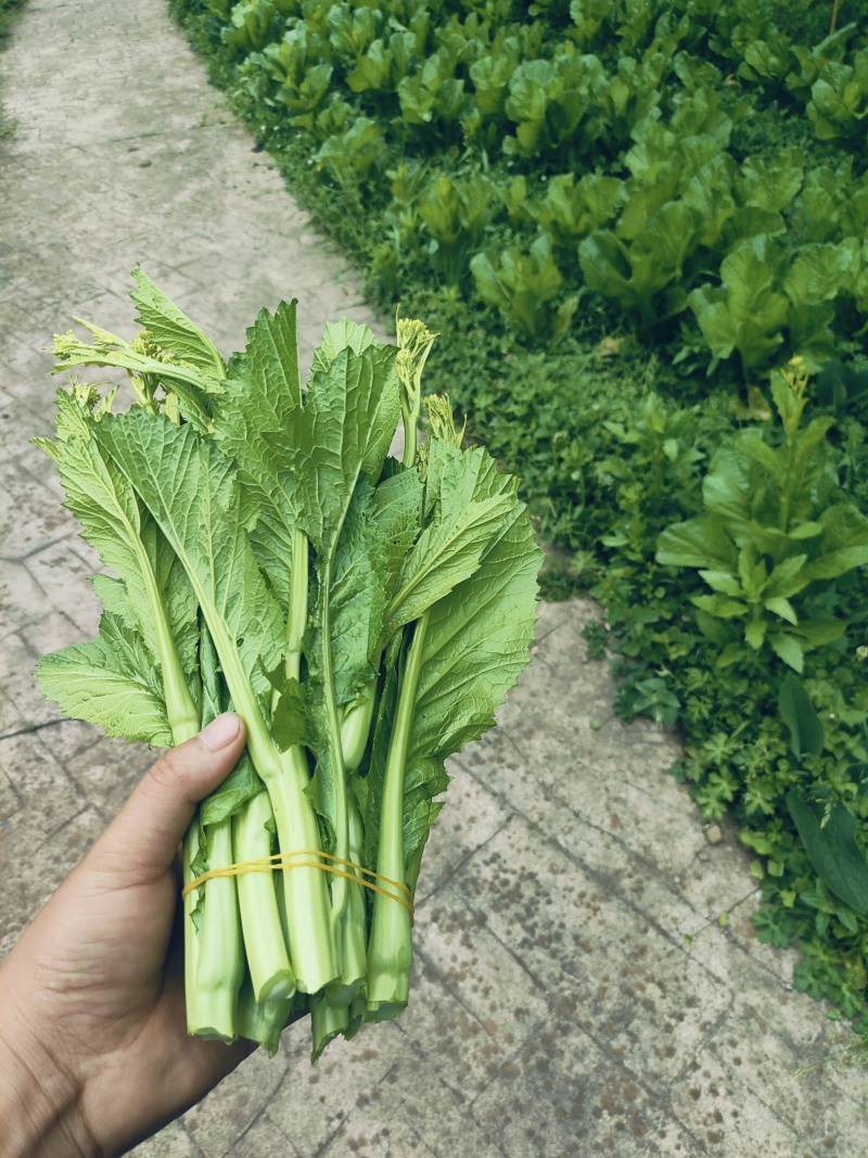威宁高山青菜苔苔