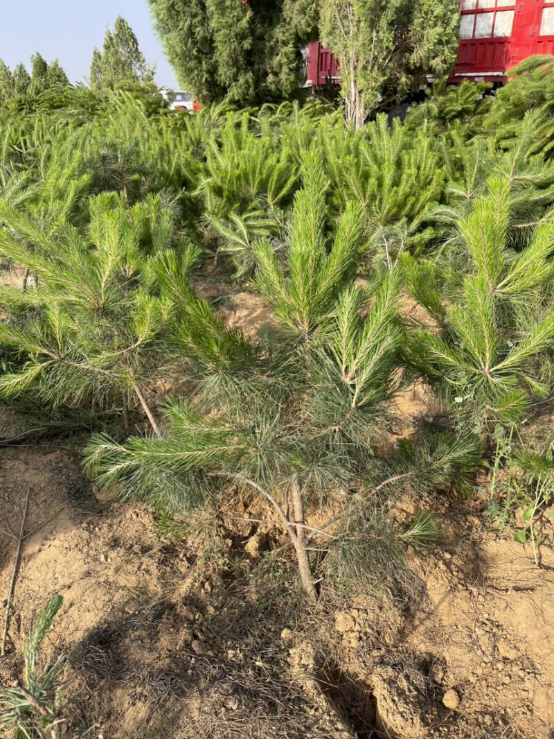 油松杯苗80公分-1.8米大杯苗小杯地栽苗