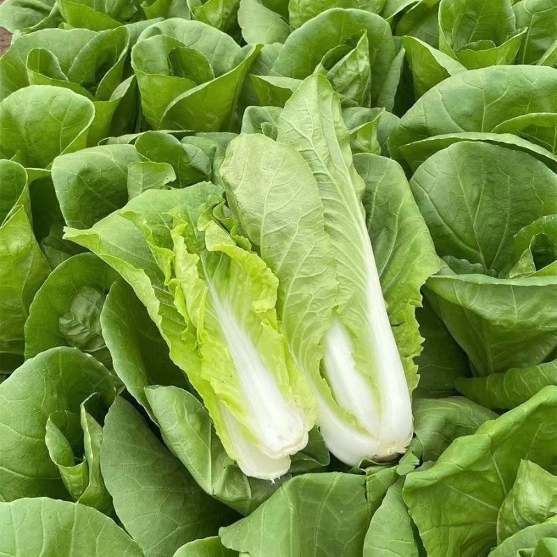 美夏快菜种子不结球白菜苗青硕耐热耐雨速生夏季秋季籽蔬