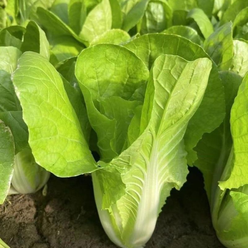 美夏快菜种子不结球白菜苗青硕耐热耐雨速生夏季秋季籽蔬