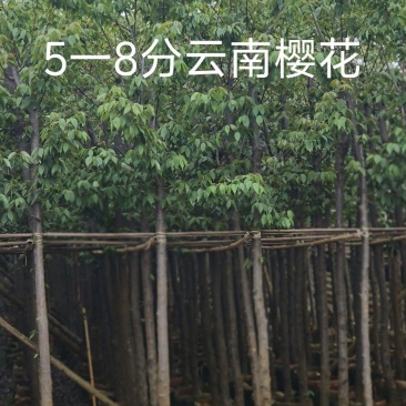 5一8公分云南樱花袋苗供应
