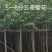 5一8公分云南樱花袋苗供应