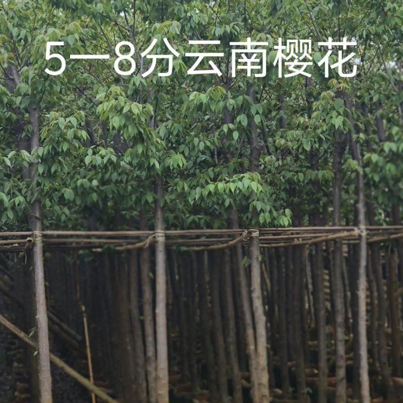 5一8公分云南樱花袋苗供应