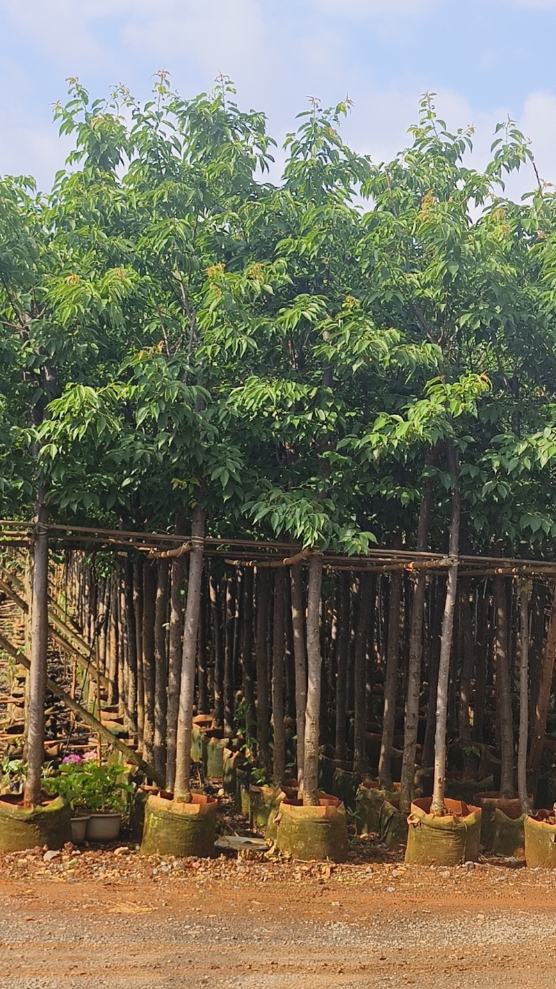 5一8公分云南樱花袋苗供应