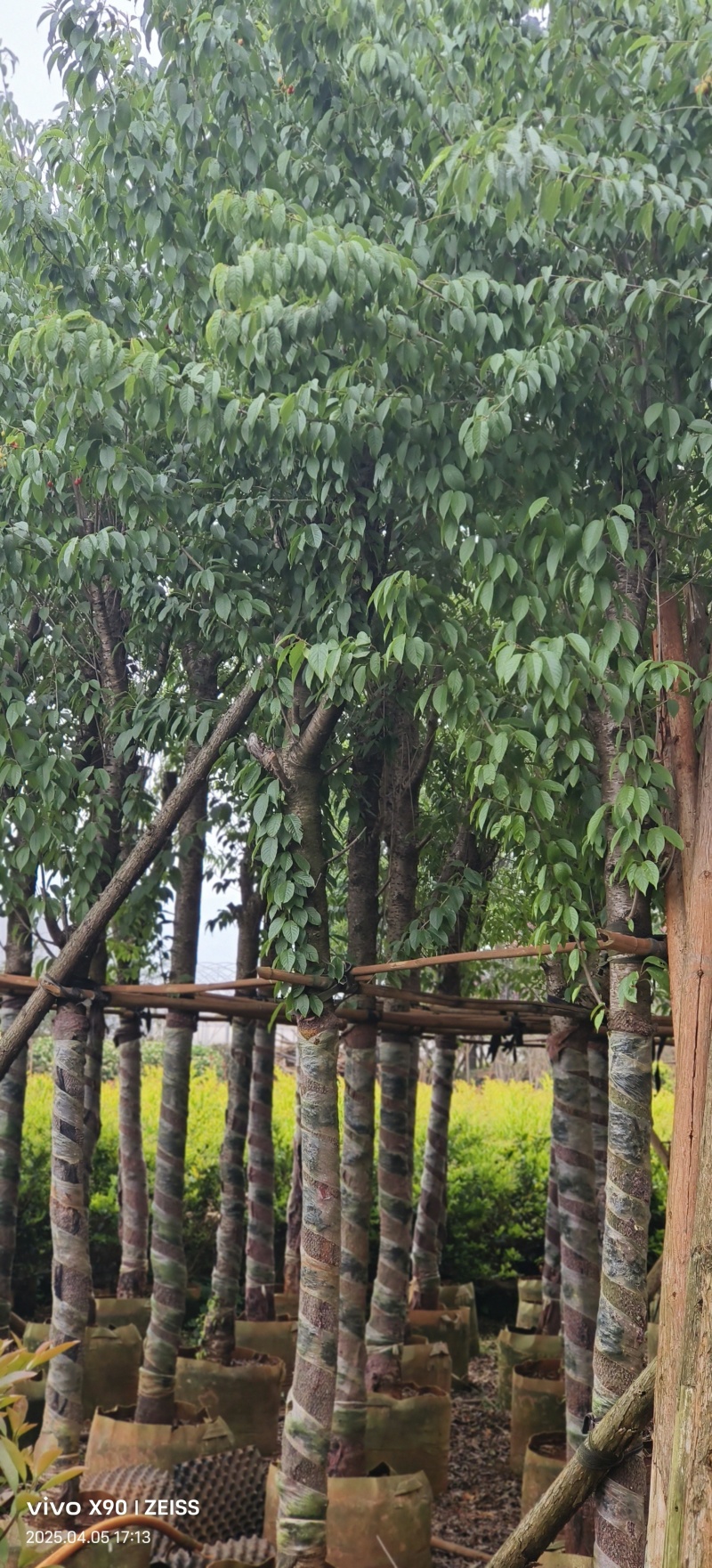 5一8公分云南樱花袋苗供应