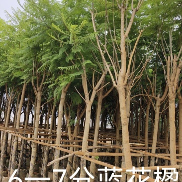 提供6一7公分蓝花楹袋苗