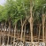 提供6一7公分蓝花楹袋苗