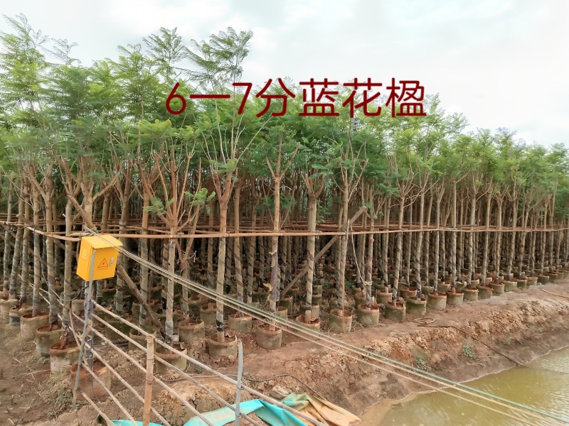 提供6一7公分蓝花楹袋苗