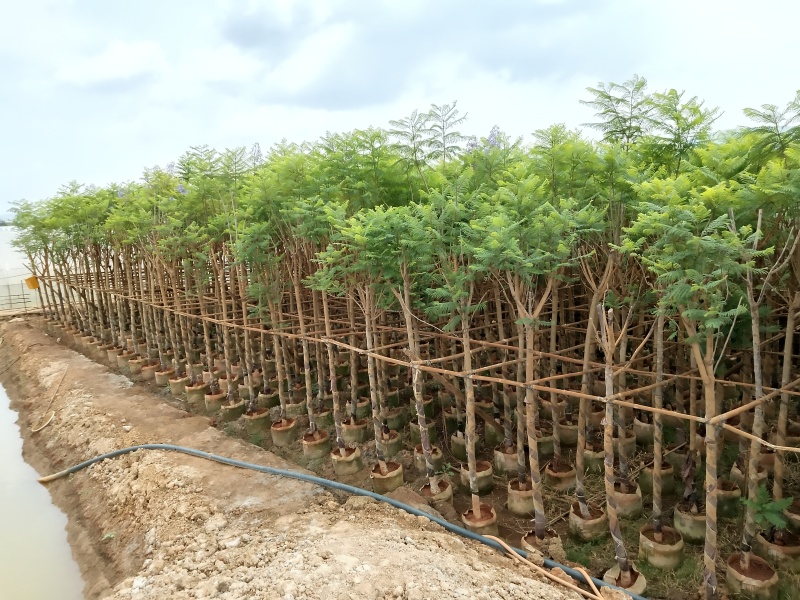 提供6一7公分蓝花楹袋苗