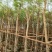 提供6一7公分蓝花楹袋苗