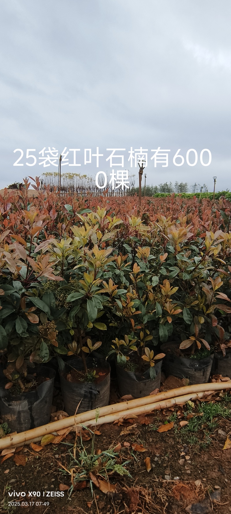 提供红叶石楠小毛球