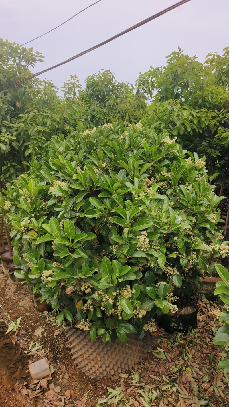 提供1米3一1米5欧洲荚蒾球