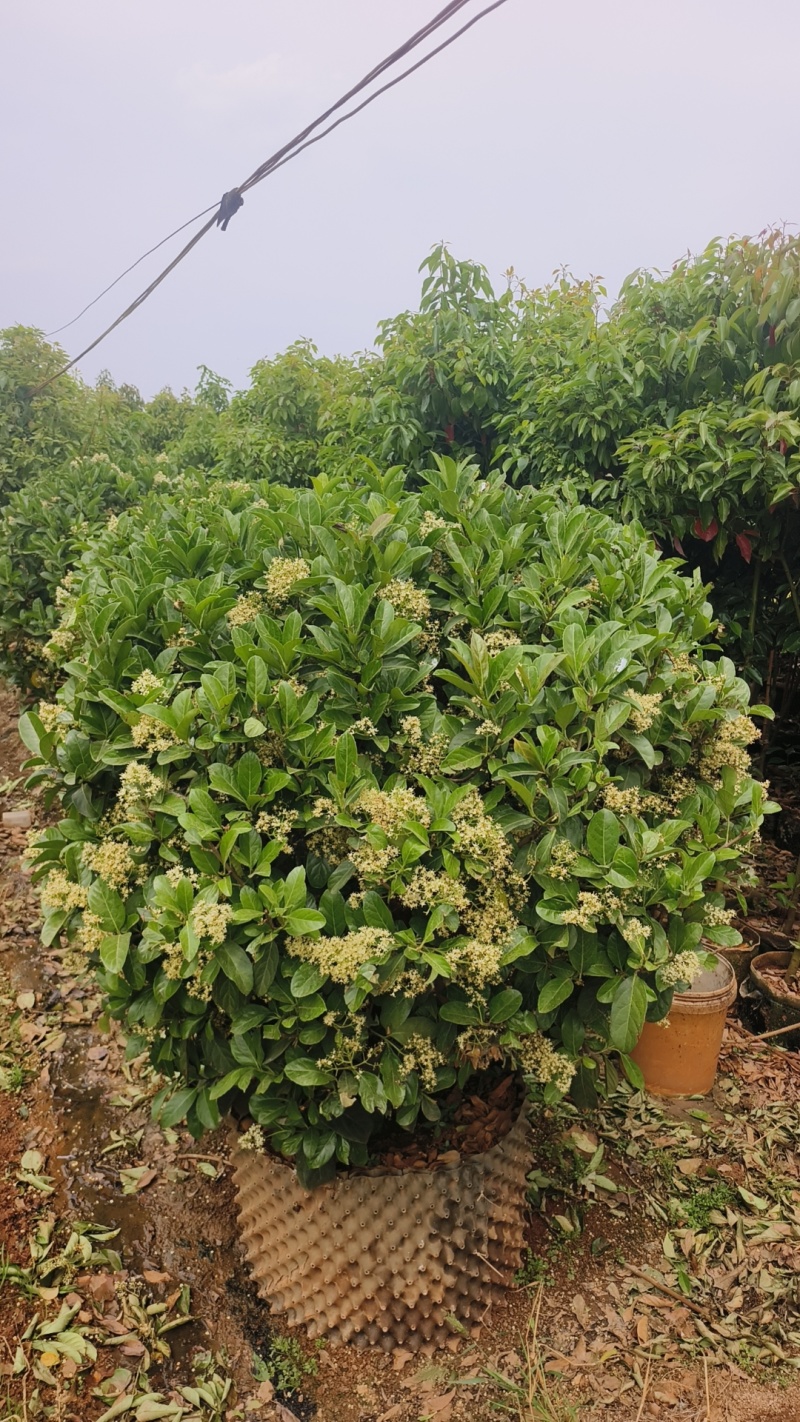 提供1米3一1米5欧洲荚蒾球