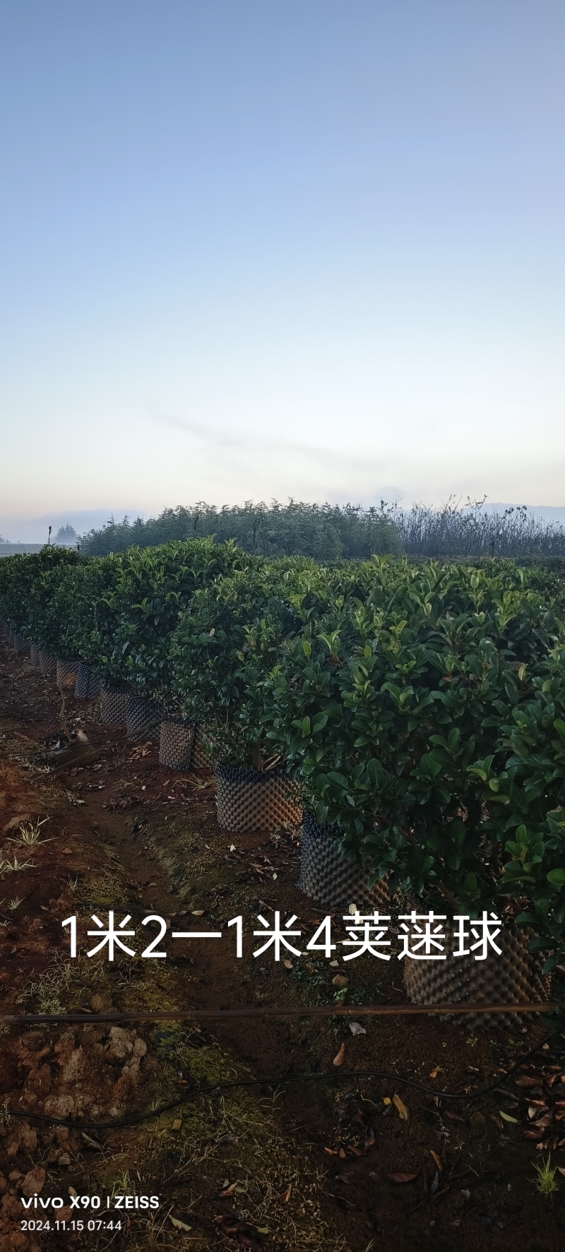 提供1米3一1米5欧洲荚蒾球