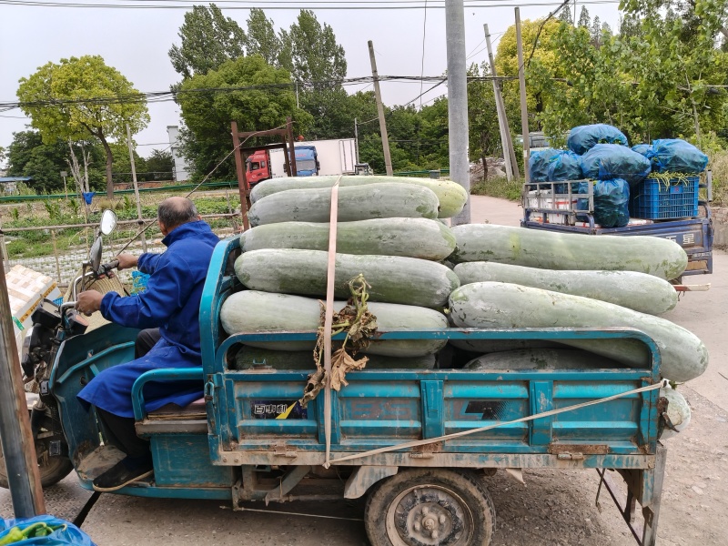 精品长白条冬瓜货源充足保质保量物美价廉一手货