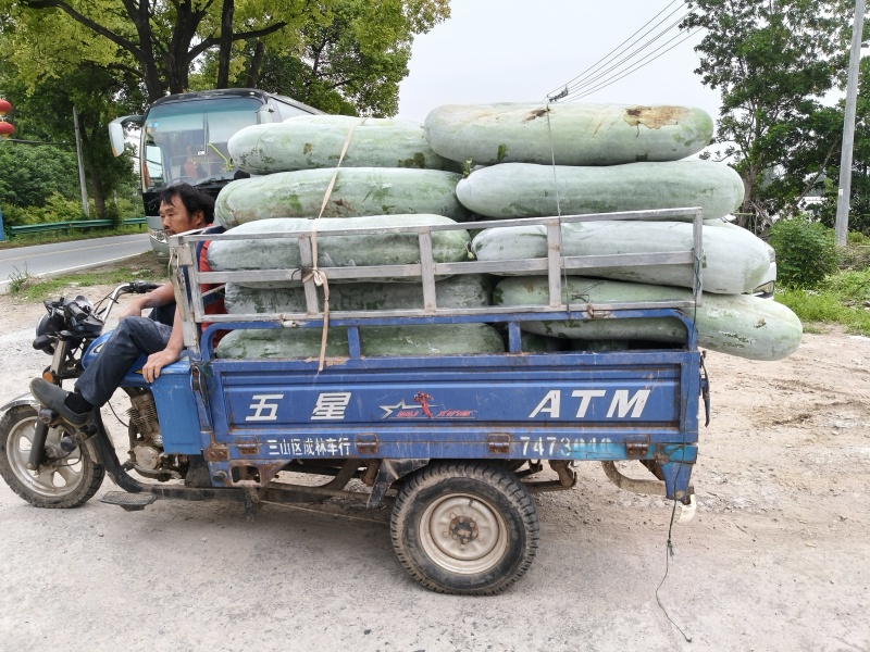 精品长白条冬瓜货源充足保质保量物美价廉一手货