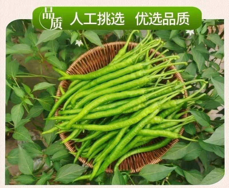 安徽精品线椒一手货源量大从优保质保量对接商超市场