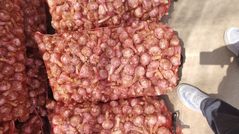 本地新鲜大蒜大量上市产地一手货源大量现货供应支持全国发货