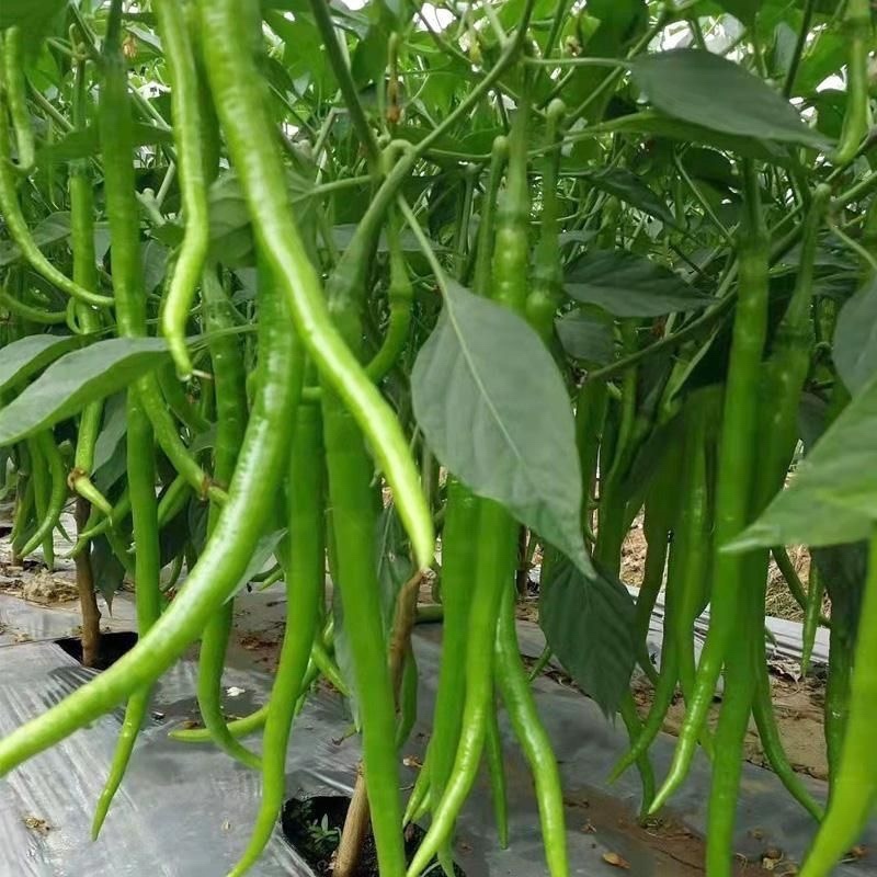 精品青皮线椒产地直发质量保证提供各种打包服务代发全国