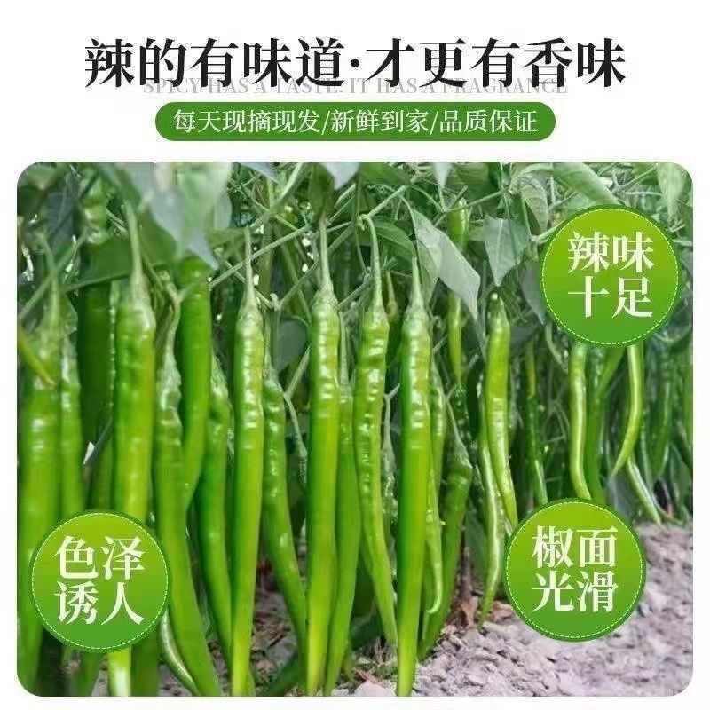 精品青皮线椒产地直发质量保证提供各种打包服务代发全国