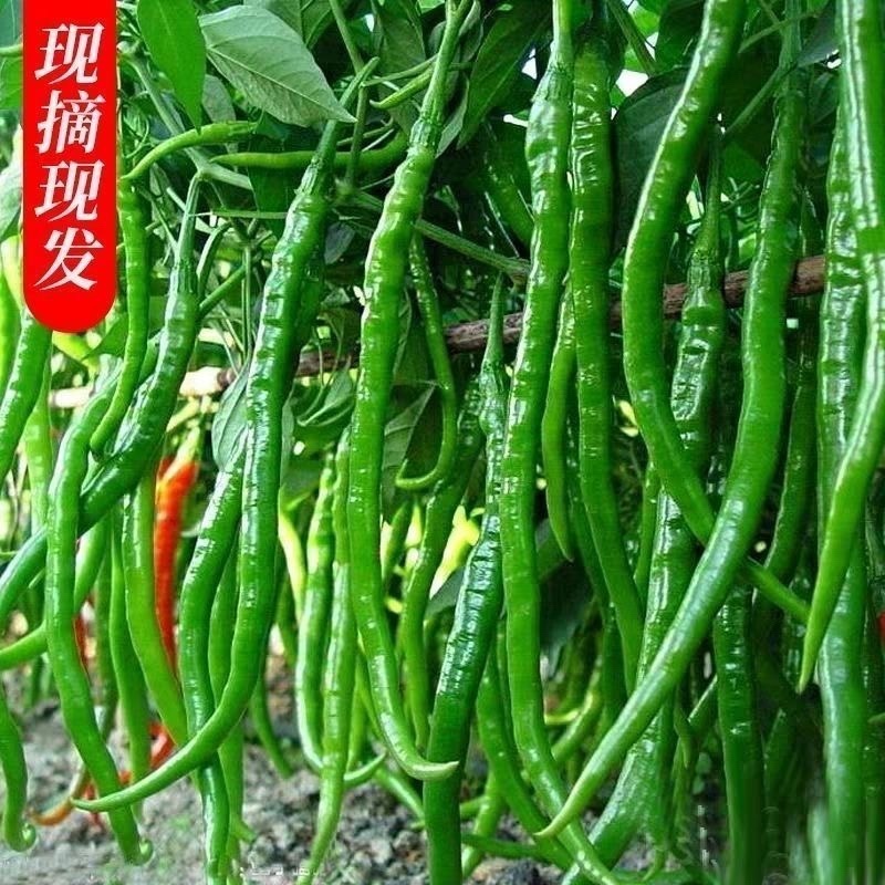 精品青皮线椒产地直发质量保证提供各种打包服务代发全国
