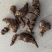 贵州深山老林重楼七叶一枝花