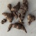 贵州深山老林重楼七叶一枝花