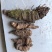 贵州深山老林重楼七叶一枝花