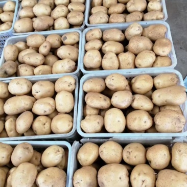 沃土土豆