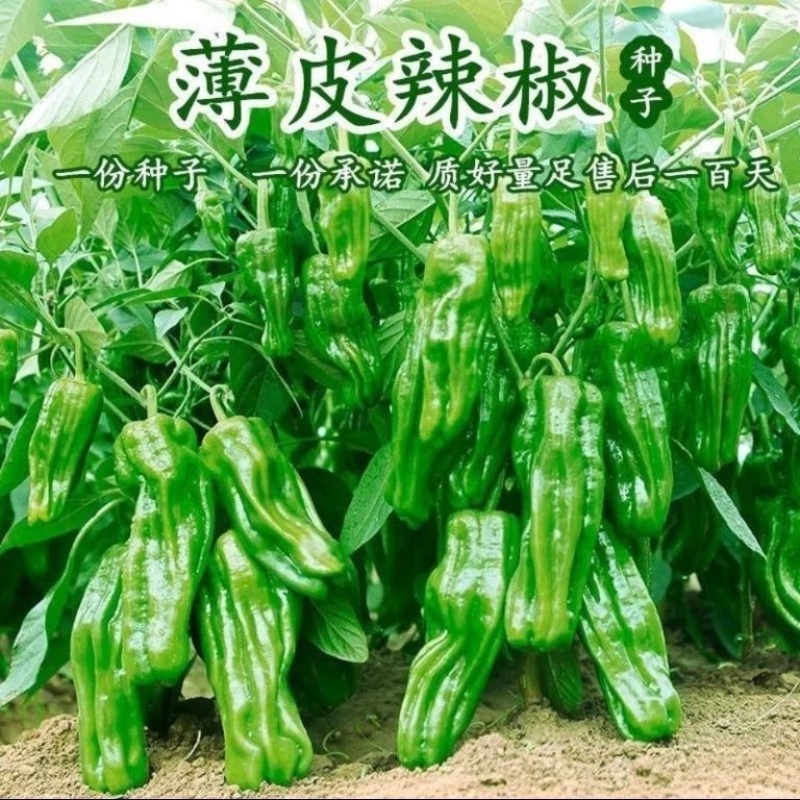 苏北农家自种新鲜虎皮薄皮青辣椒青椒菜椒牛角椒
