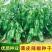 苏北农家自种新鲜虎皮薄皮青辣椒青椒菜椒牛角椒