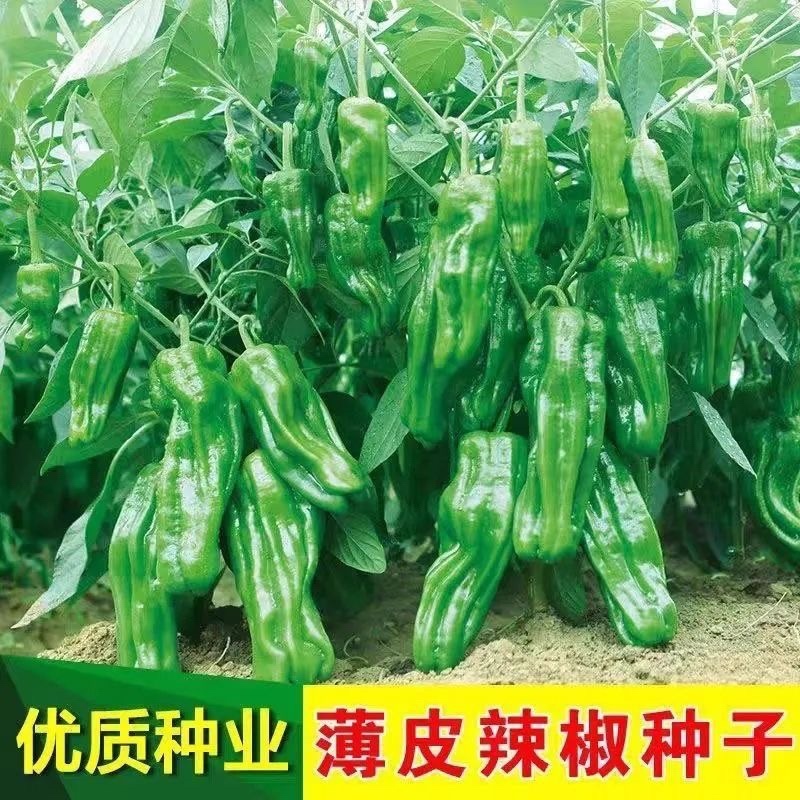 苏北农家自种新鲜虎皮薄皮青辣椒青椒菜椒牛角椒